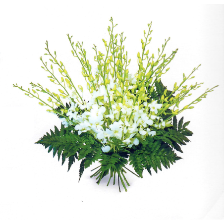 Les jetés de Dendrobiums